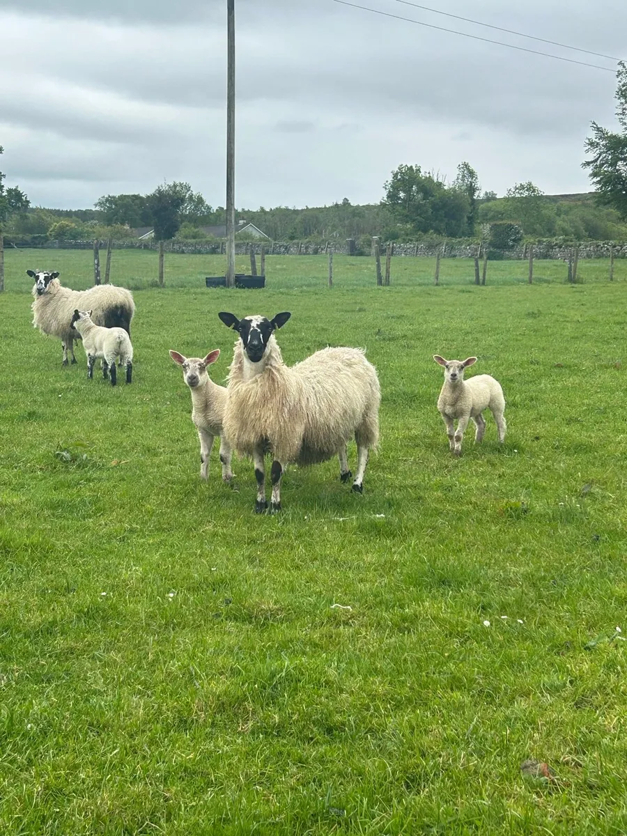Super mule hoggets with lambs - Image 1