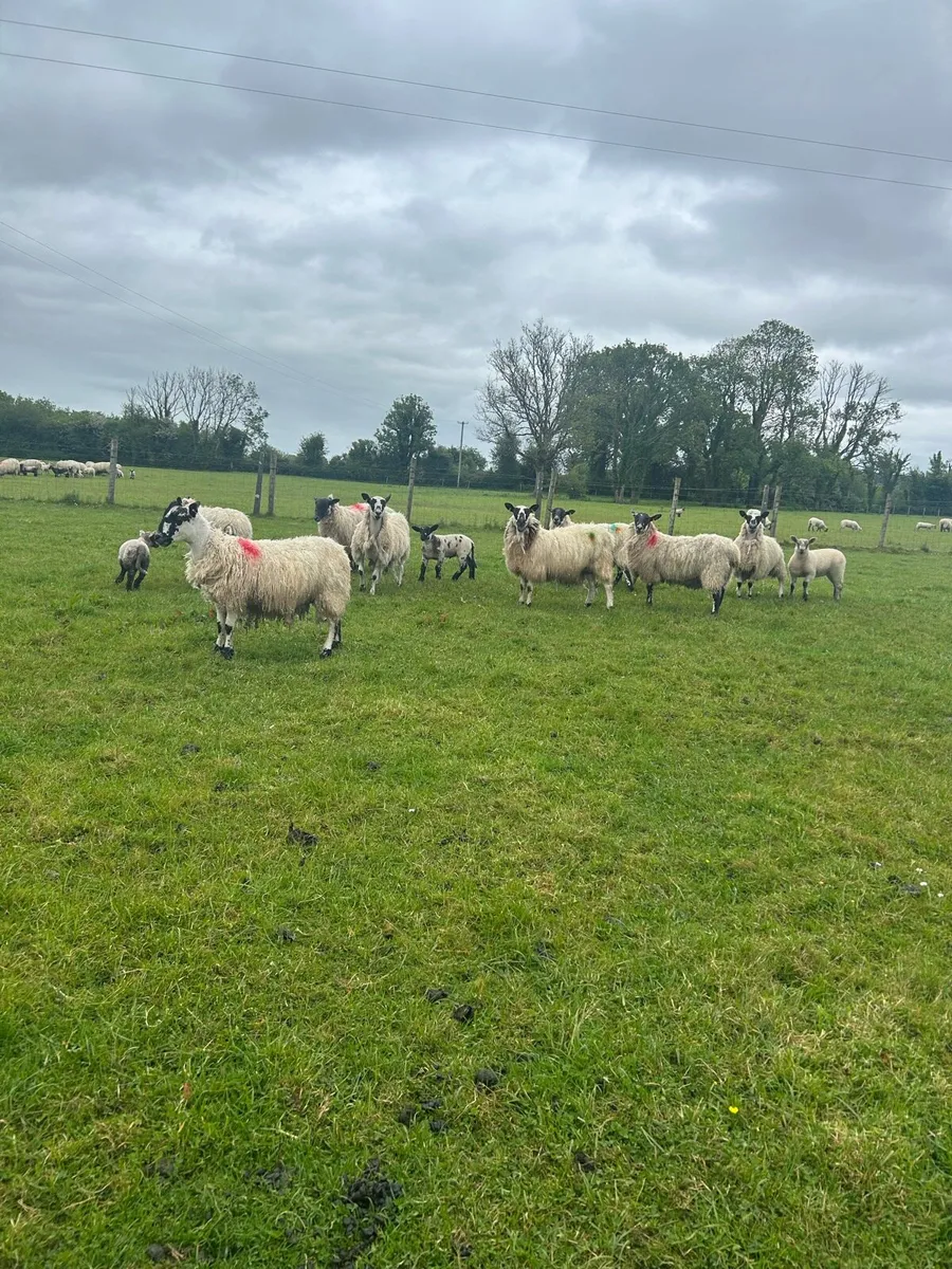 Super mule hoggets with lambs - Image 2
