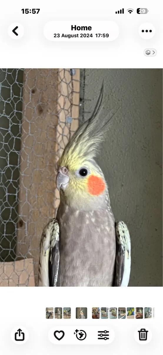Birds - Image 2