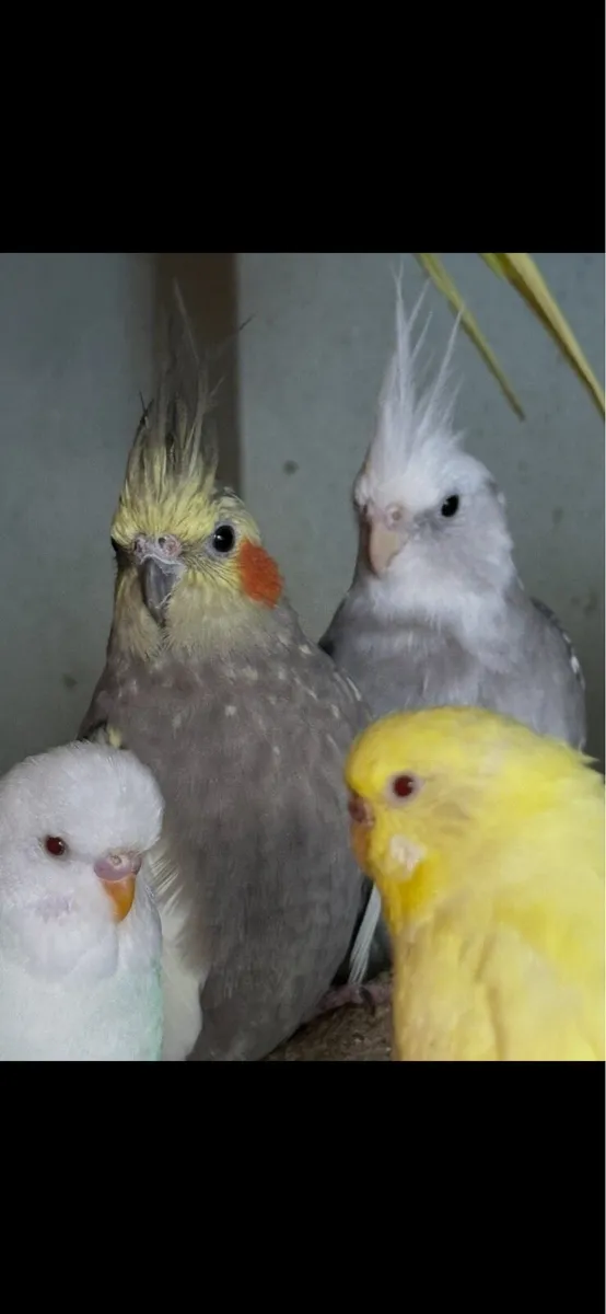 Birds - Image 3