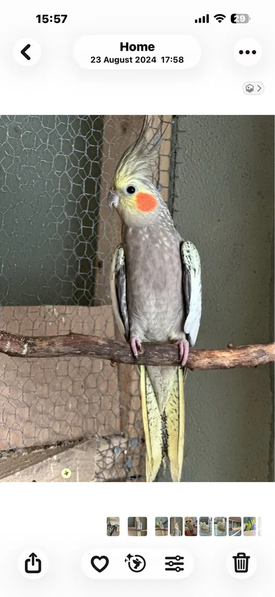 Birds - Image 1