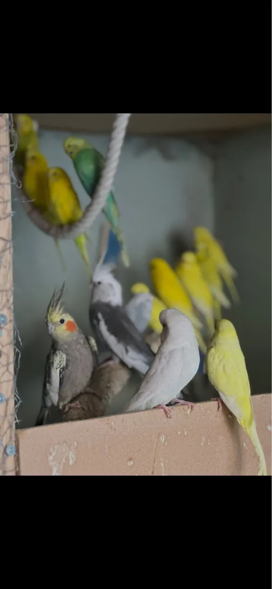 Birds - Image 4