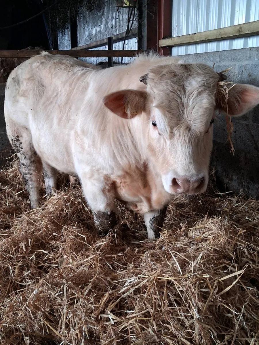 Pedigree Charlaois Bull - Image 1