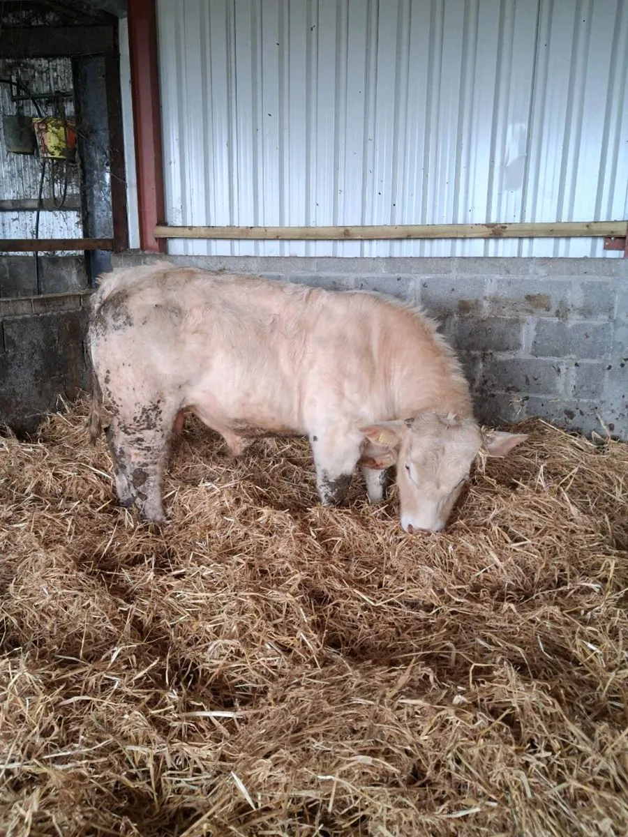Pedigree Charlaois Bull - Image 2