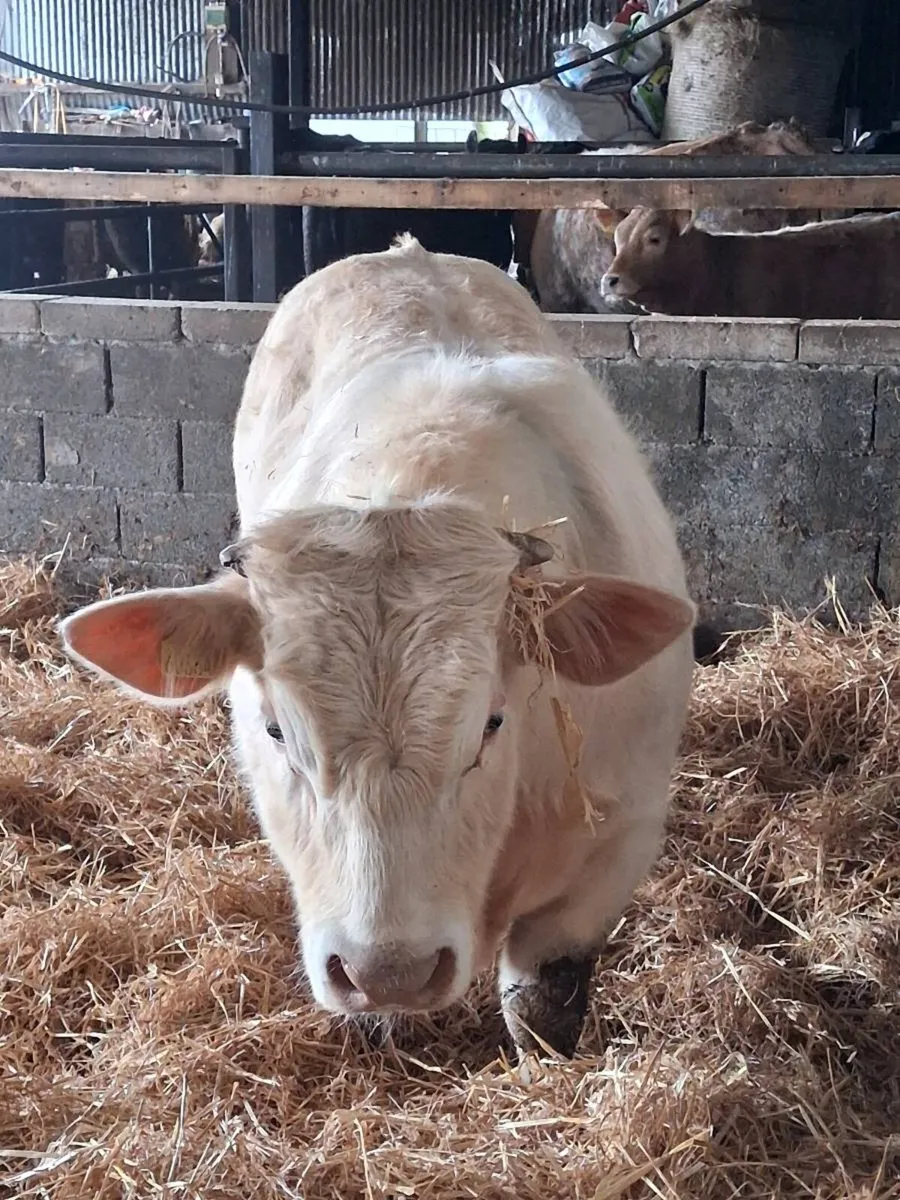 Pedigree Charlaois Bull - Image 3