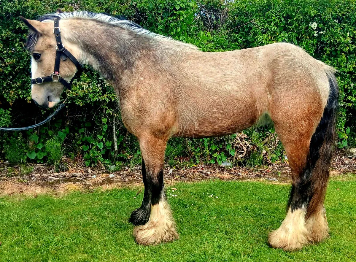 Show worthy 2 year old Gelding - Image 1