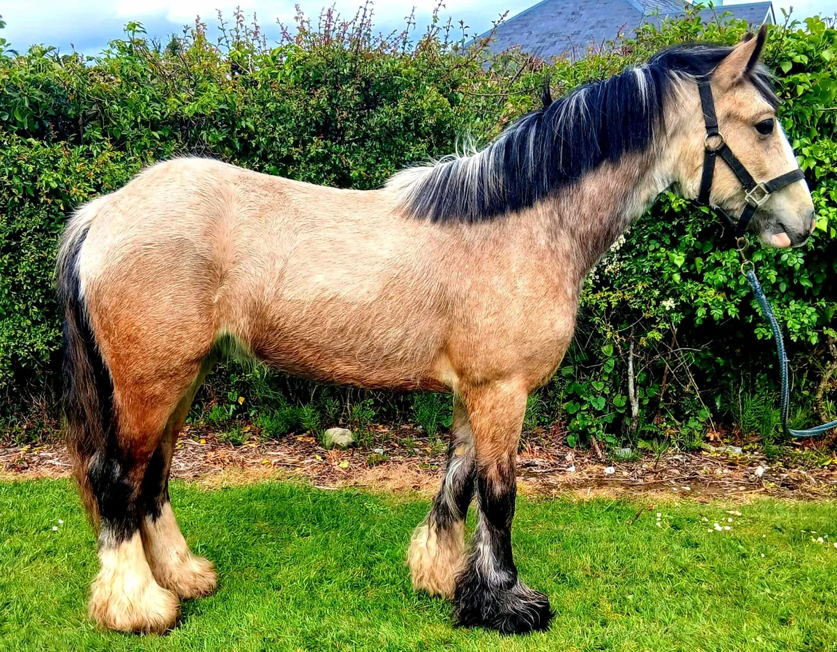 Show worthy 2 year old Gelding - Image 2