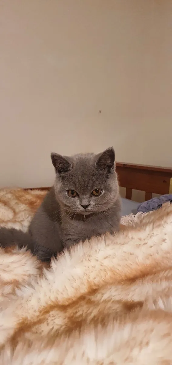 British shorthair kittens - Image 1