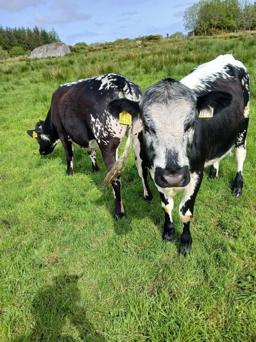Speckle Park Cross Heifers - Image 1