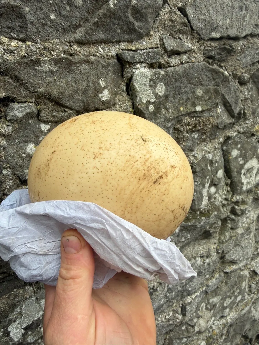 Fertile ostrich eggs - Image 2