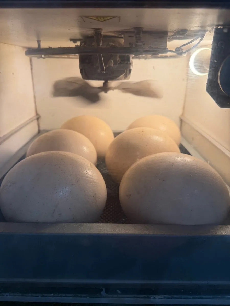 Fertile ostrich eggs - Image 3