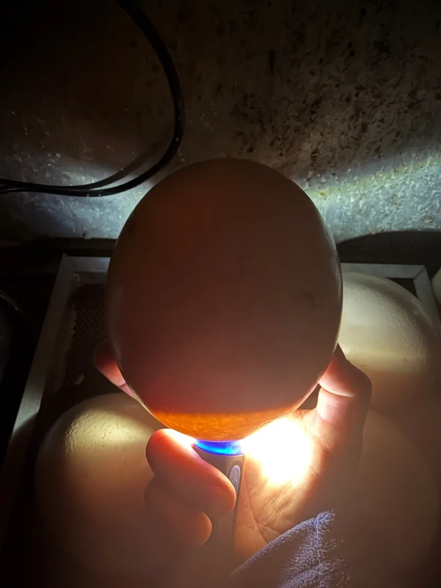 Fertile ostrich eggs - Image 4