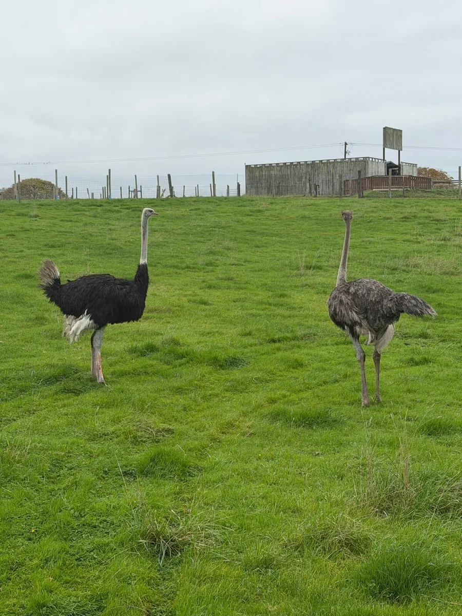 Fertile ostrich eggs - Image 1