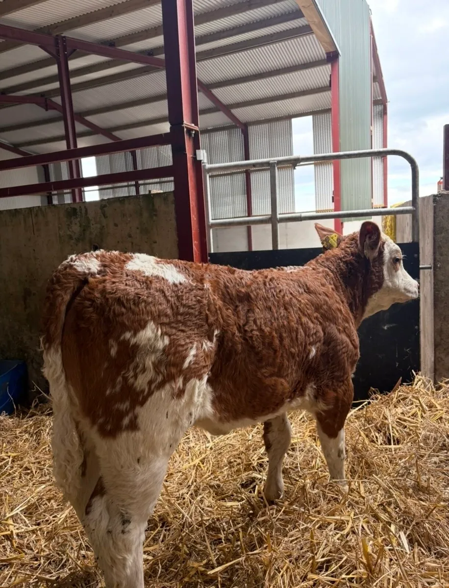 Super top class Simmental breeding heifer 🔥🔥 - Image 1