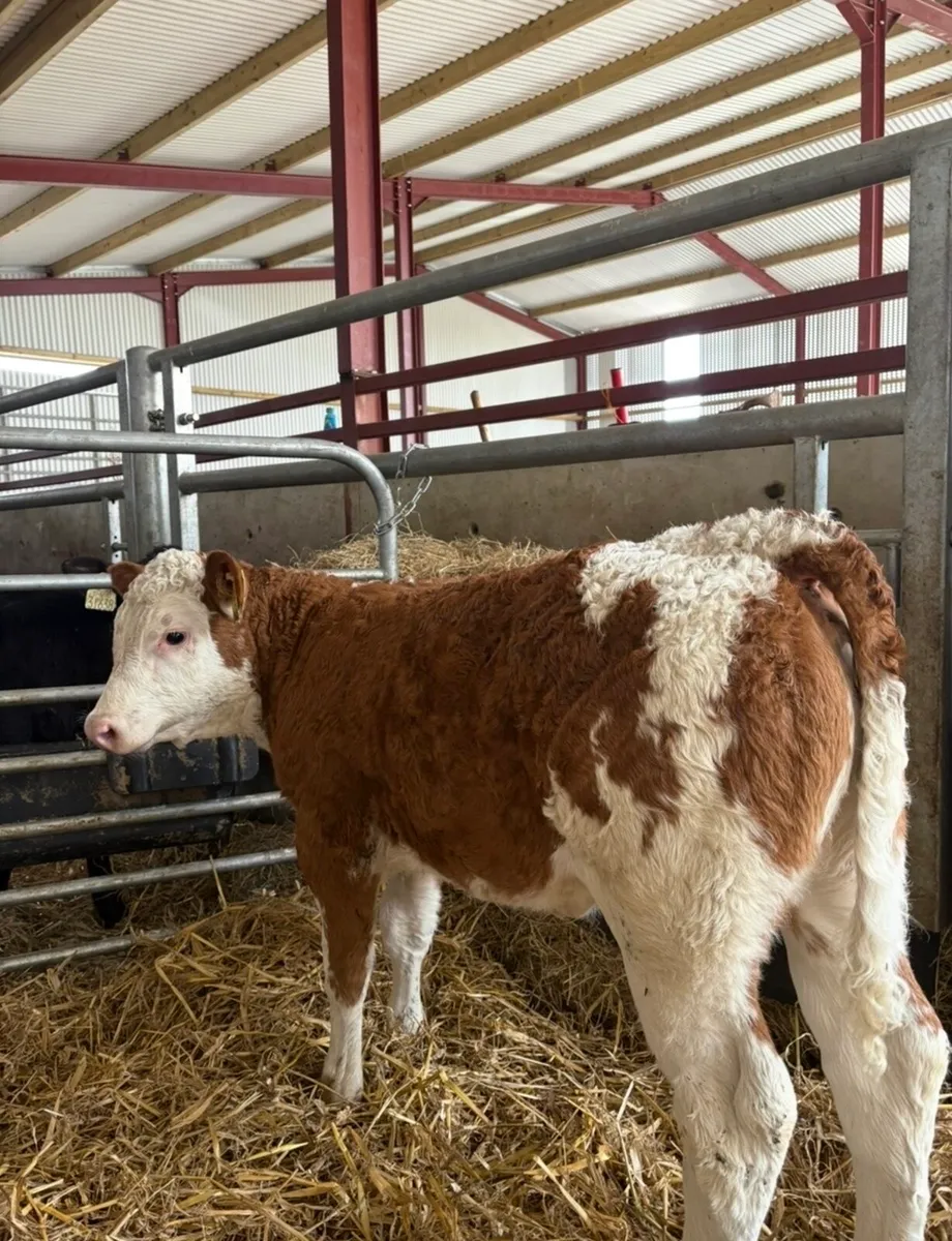 Super top class Simmental breeding heifer 🔥🔥 - Image 2