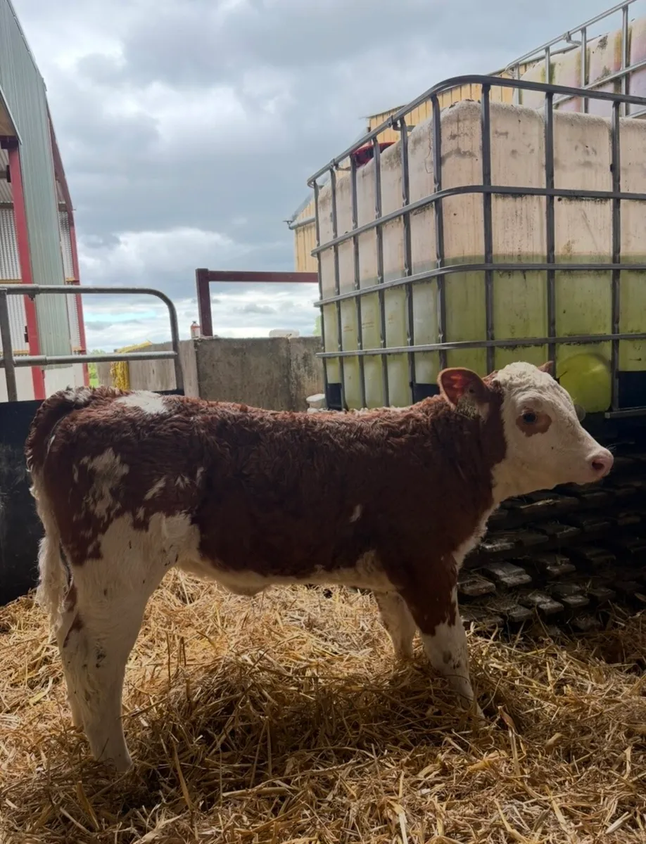 Super top class Simmental breeding heifer 🔥🔥 - Image 3
