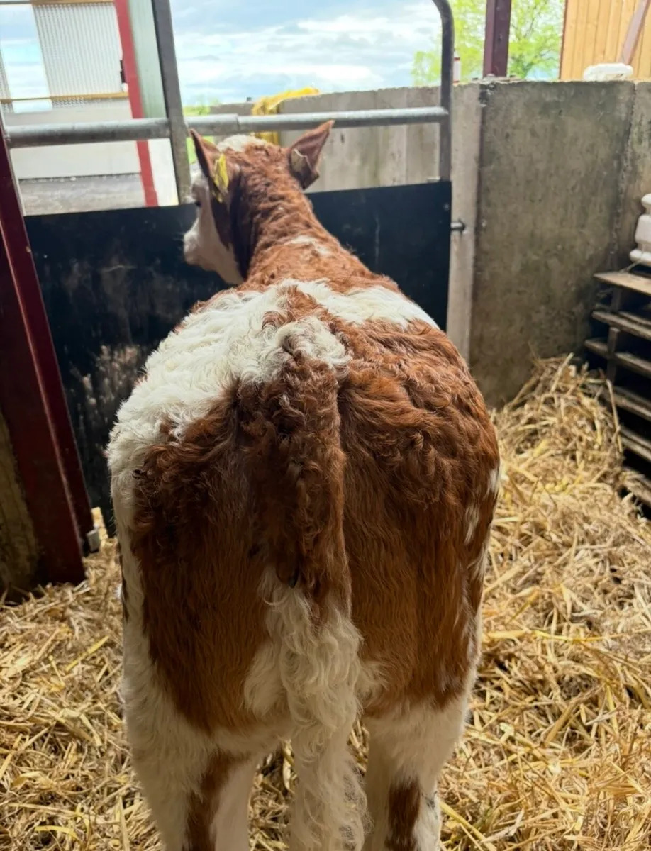 Super top class Simmental breeding heifer 🔥🔥 - Image 4
