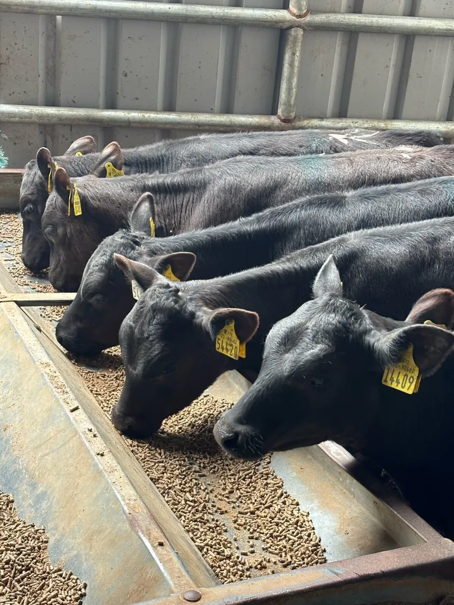 10 REARED ANGUS HEIFERS - Image 1