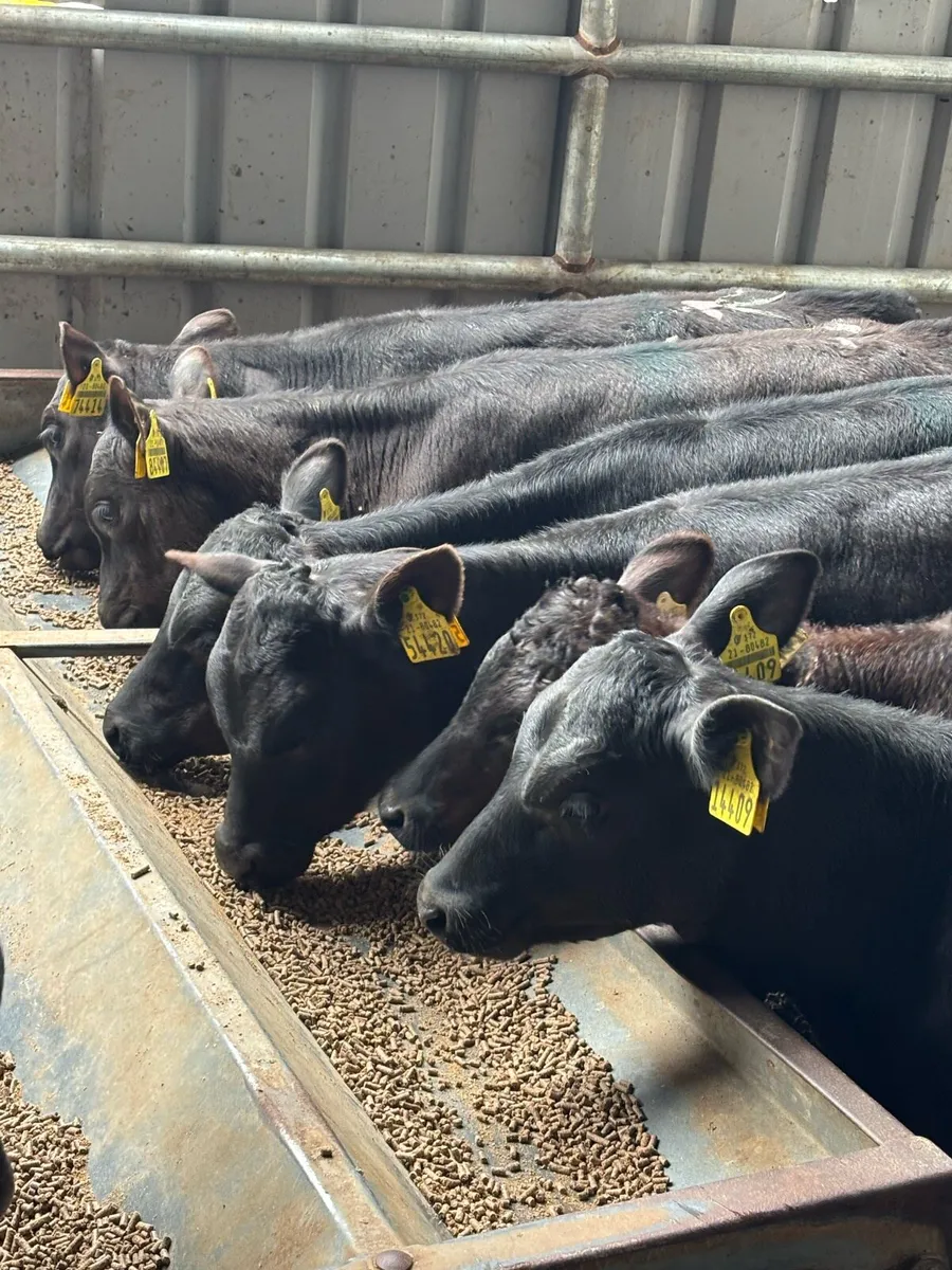 10 REARED ANGUS HEIFERS - Image 2