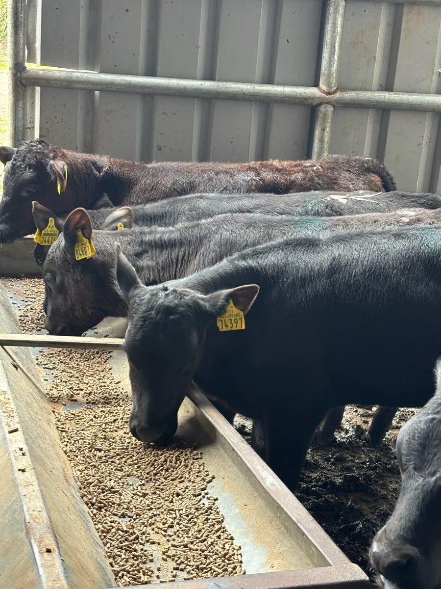 10 REARED ANGUS HEIFERS - Image 4