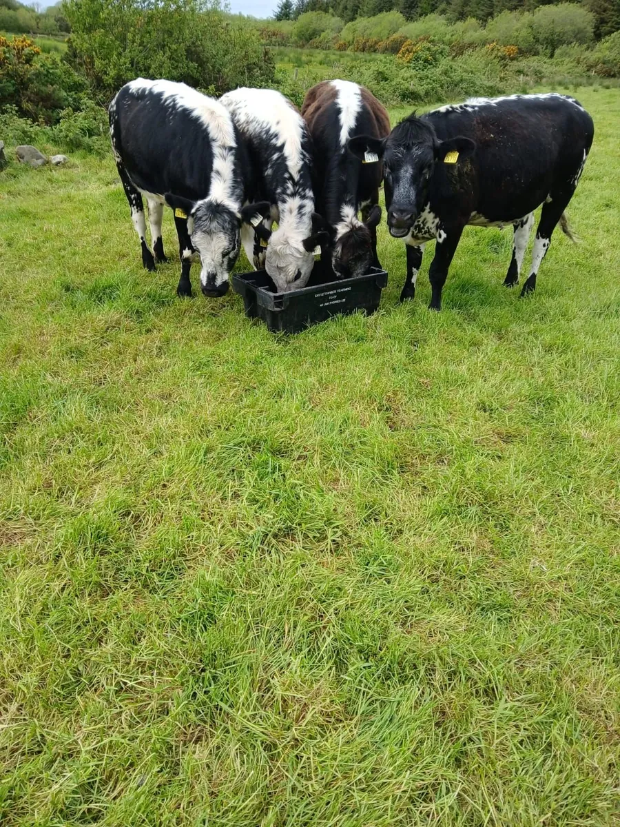 Speckle Park Cross Heifers - Image 2