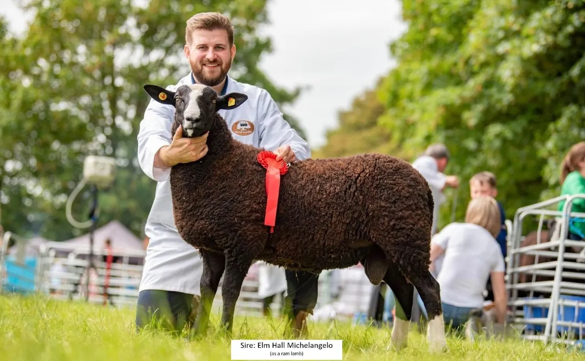 Purebred Zwartbles Ewe Lambs for Sale - Image 3