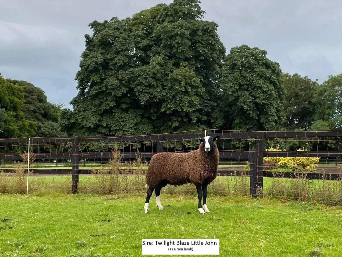 Purebred Zwartbles Ewe Lambs for Sale - Image 4
