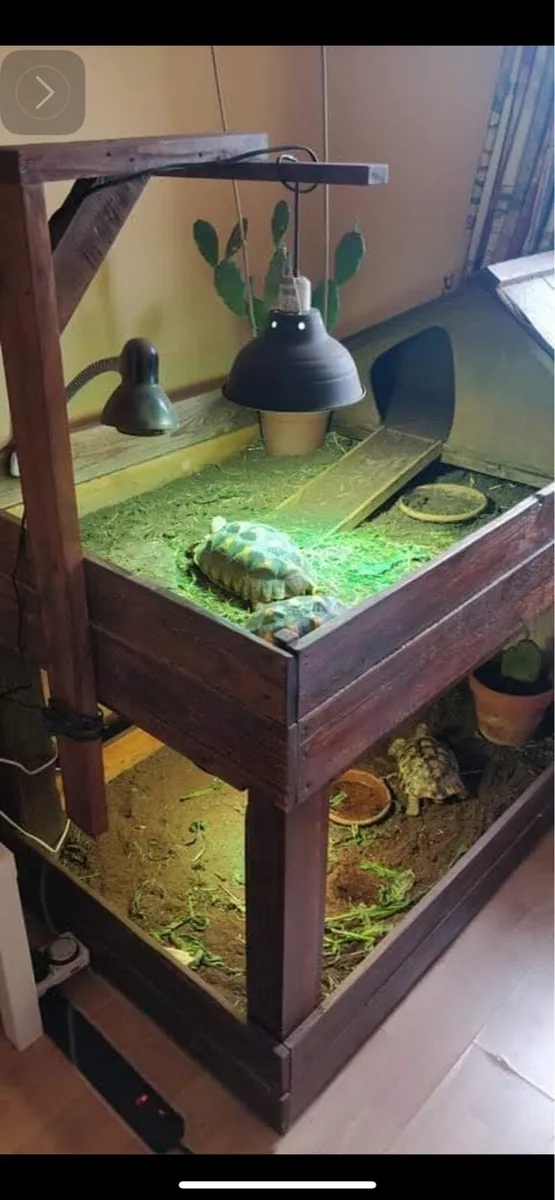 Tortoises enclosure