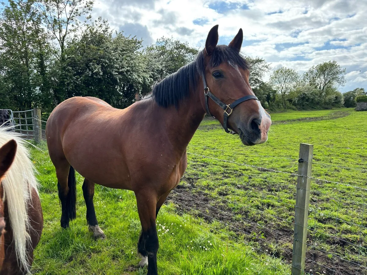 5 year old Mare 15.2 - Image 2