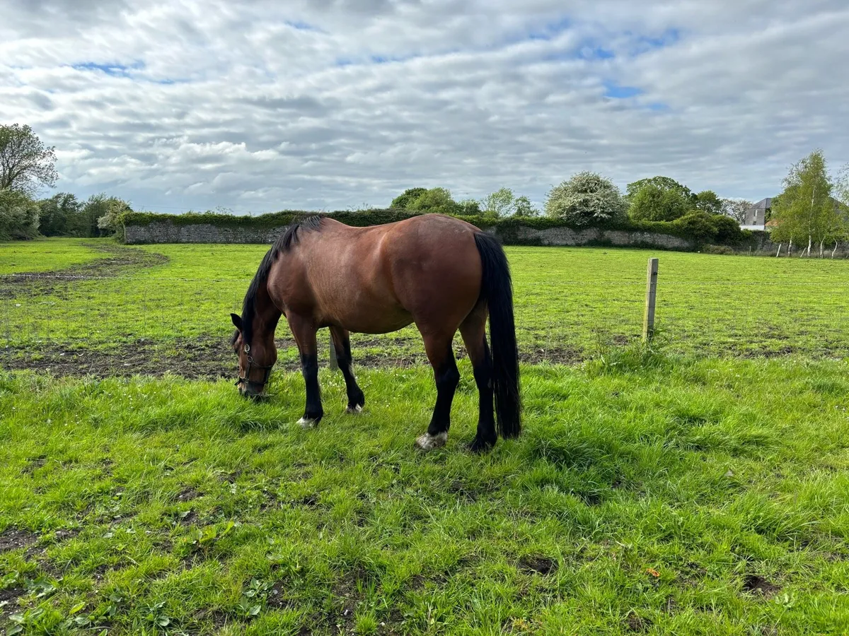 5 year old Mare 15.2 - Image 3