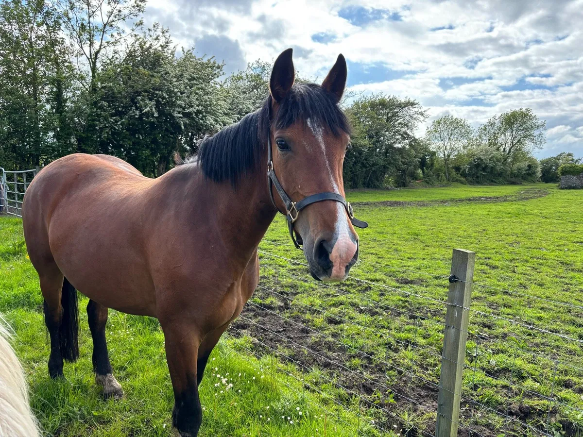 5 year old Mare 15.2 - Image 4