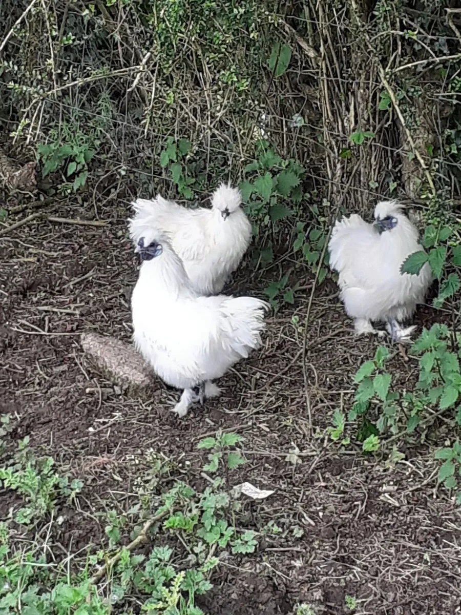Silkie Roosters - Image 2