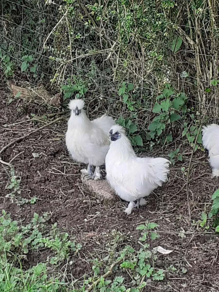 Silkie Roosters - Image 1