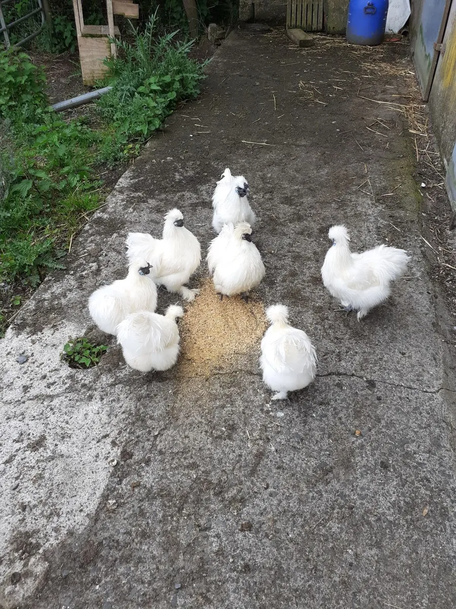 Silkie Roosters - Image 3