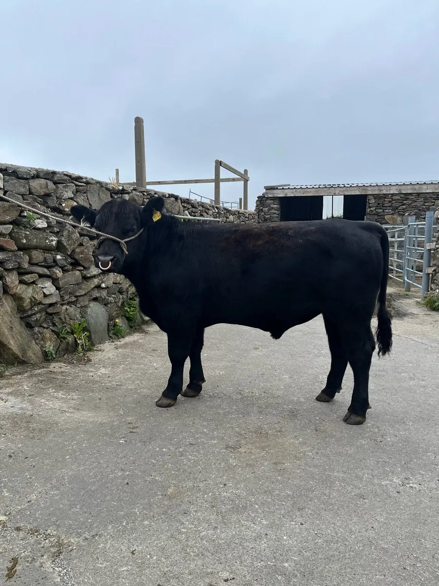 Pbr Aberdeen Angus Bull - Image 2