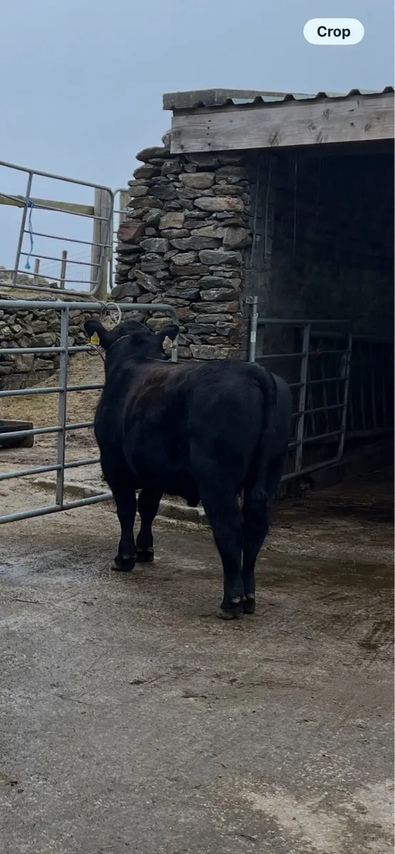 Pbr Aberdeen Angus Bull - Image 3