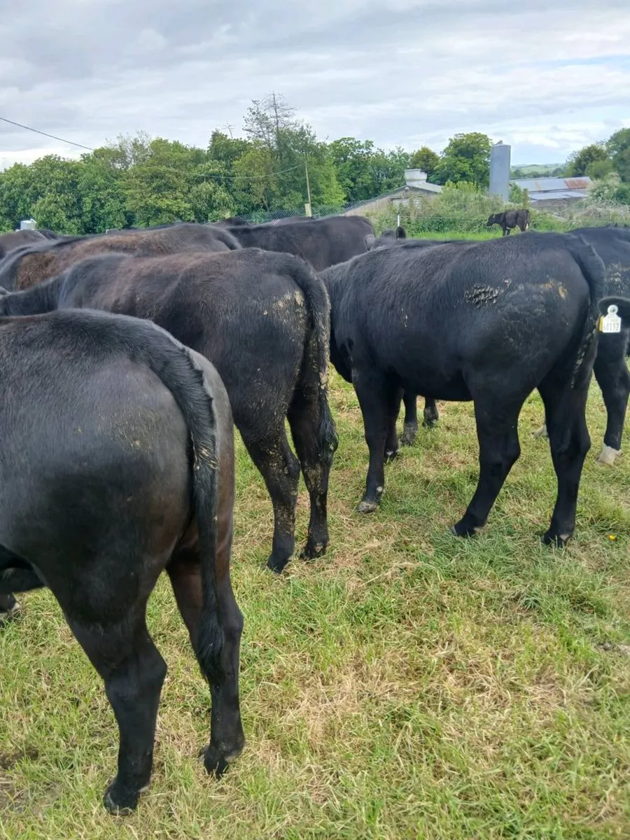 AA Heifers - Image 1