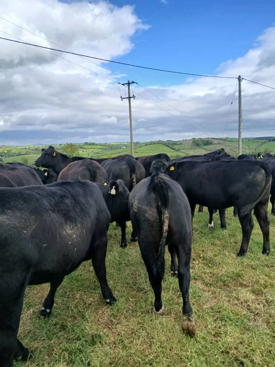 AA Heifers - Image 2