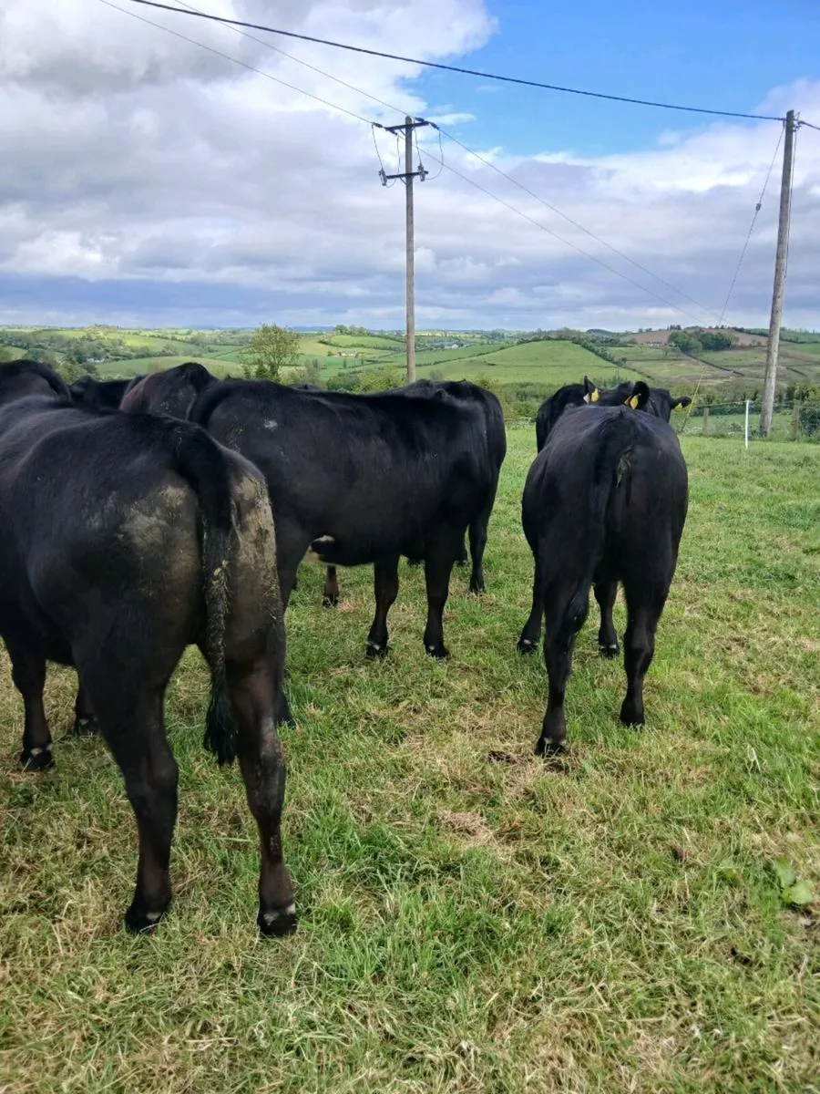 AA Heifers - Image 3