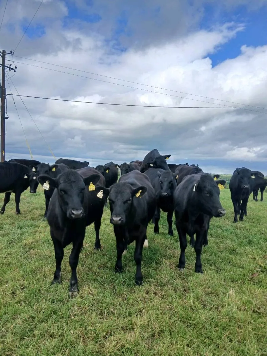 AA Heifers - Image 4