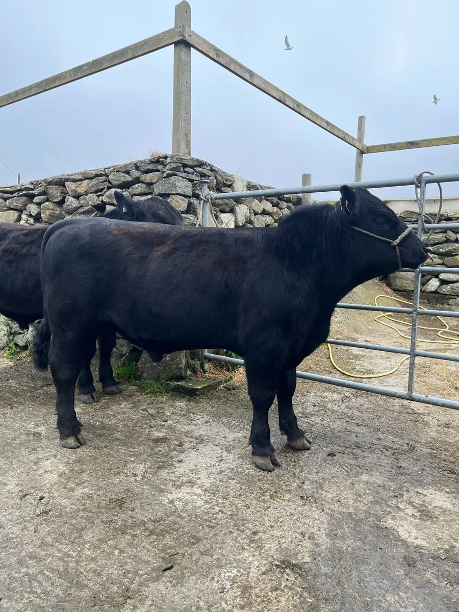 Pbr Angus Bull - Image 1