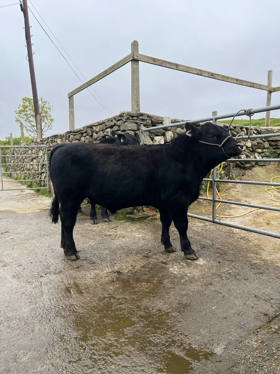 Pbr Angus Bull - Image 3