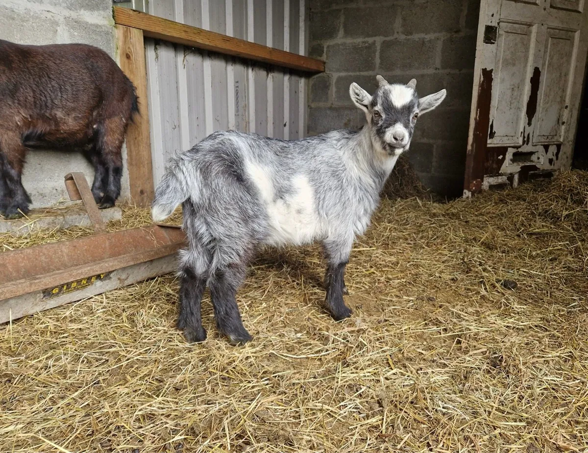 Pygmy Goats - Image 2