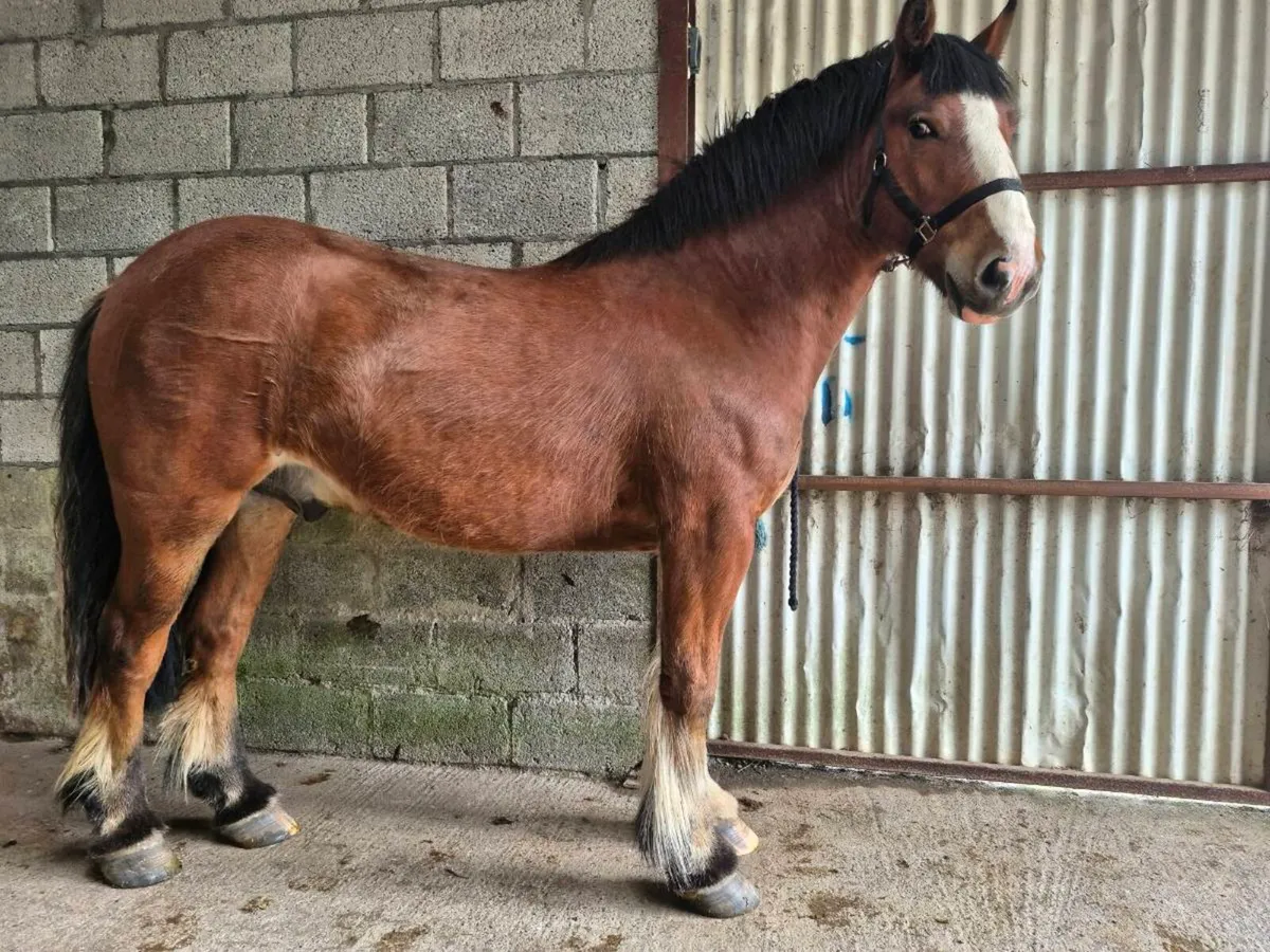 3yo Male Cob - Image 1
