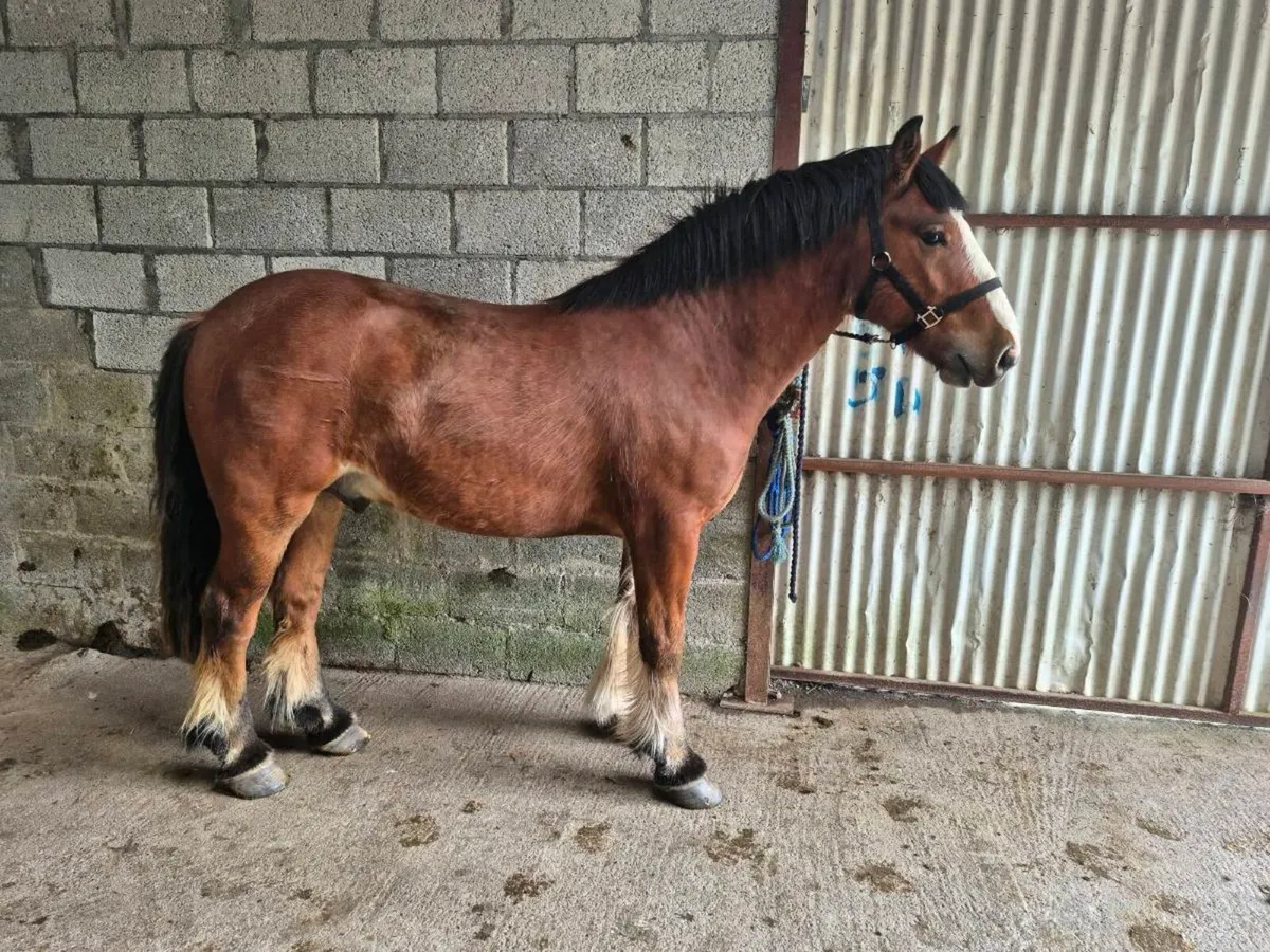 3yo Male Cob - Image 2