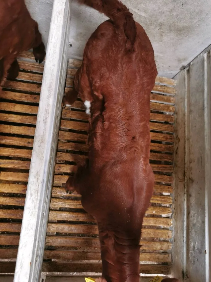 Red Angus Bull calves and heifer calf - Image 4