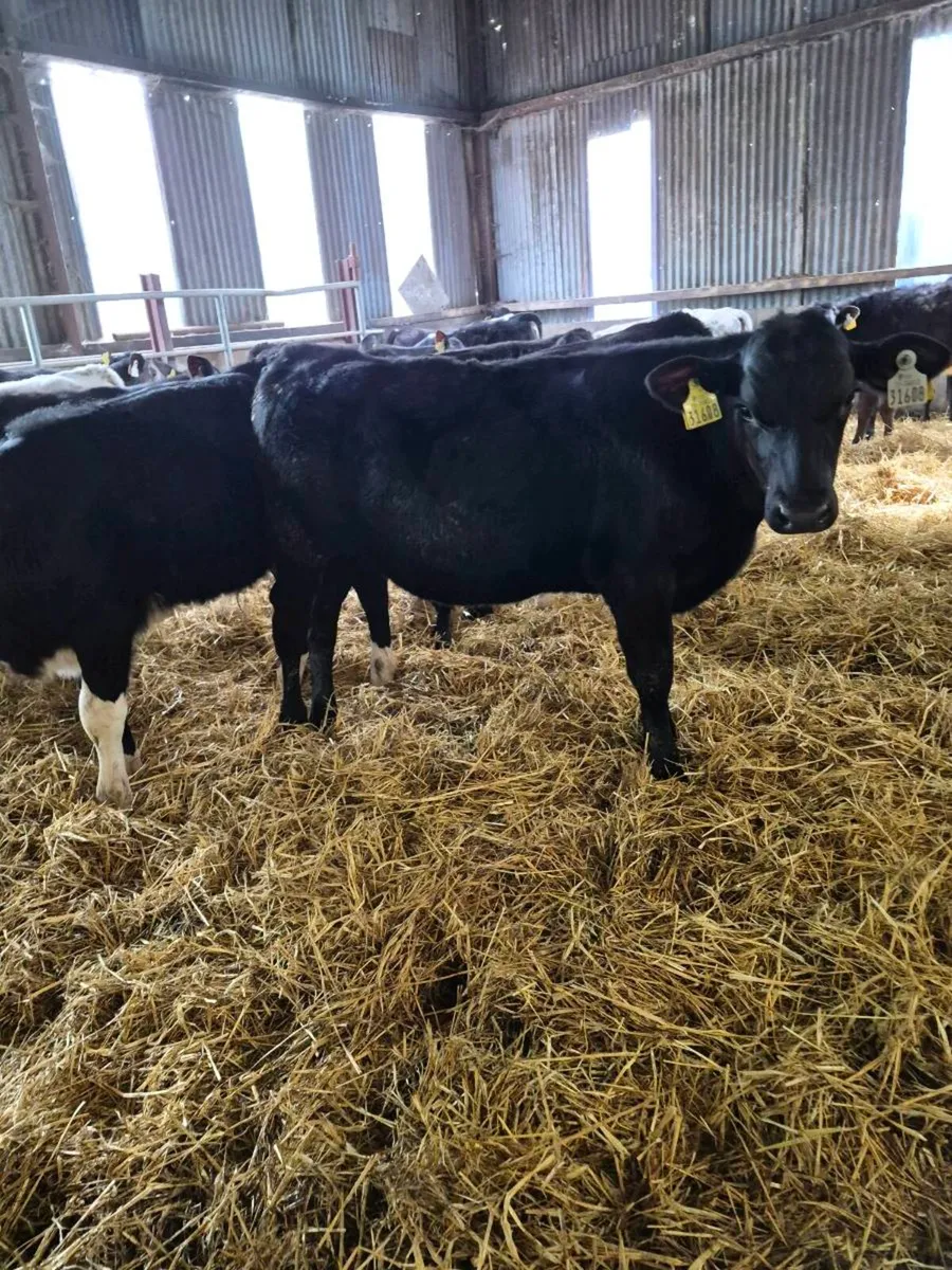 Reared calves ,heifers and bulls - Image 4