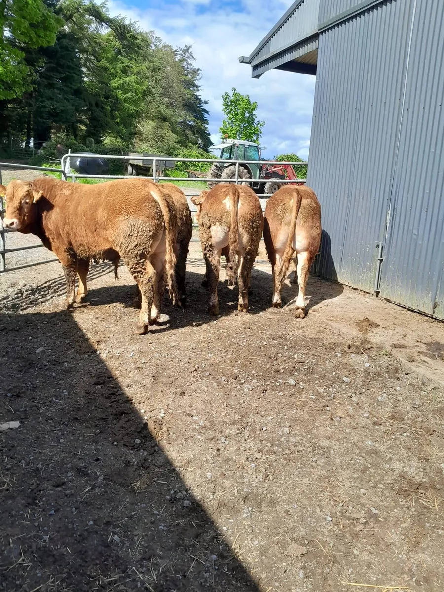 4 Limousin bulls - Image 1