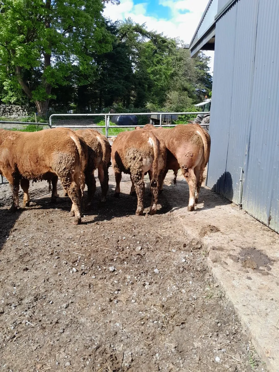 4 Limousin bulls - Image 2