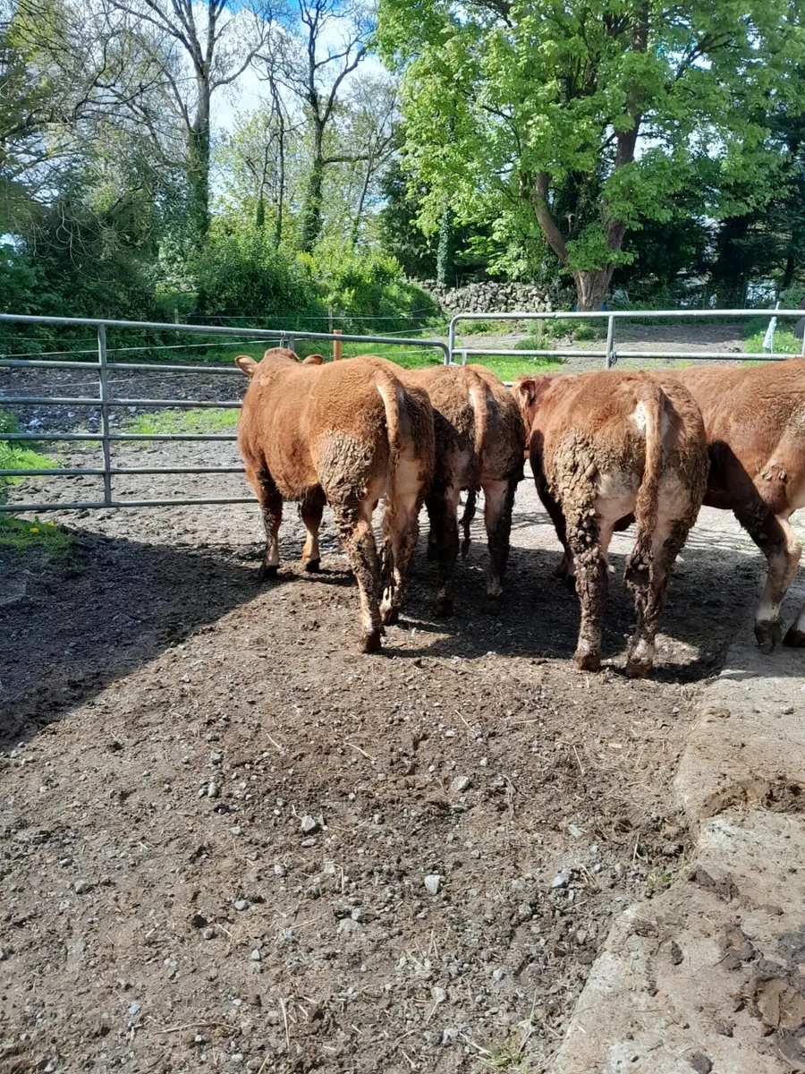 4 Limousin bulls - Image 3
